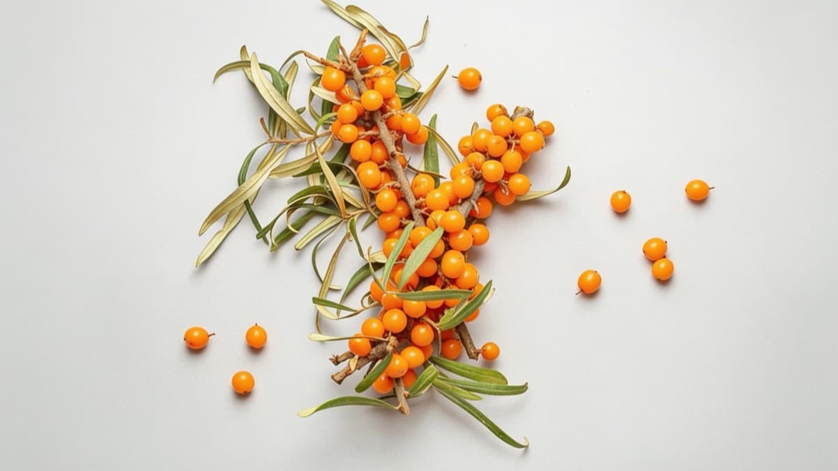 7 Health Benefits of Sea Buckthorn Seeds Backed by Science