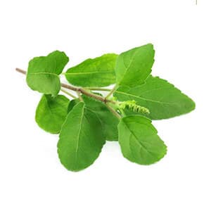 Rama Tulsi