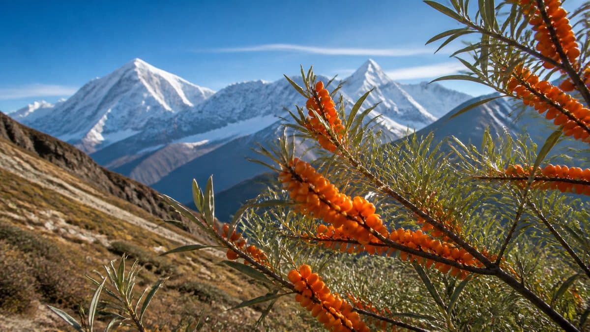 Why Sea Buckthorn Is Called the Himalayan Wonder Berry