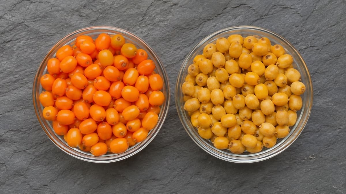 Ladakh vs Imported Sea Buckthorn: Does Origin Matter?