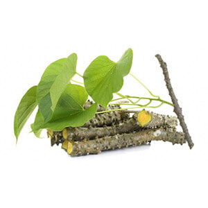Guduchi (Giloy)