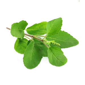 Rama Tulsi